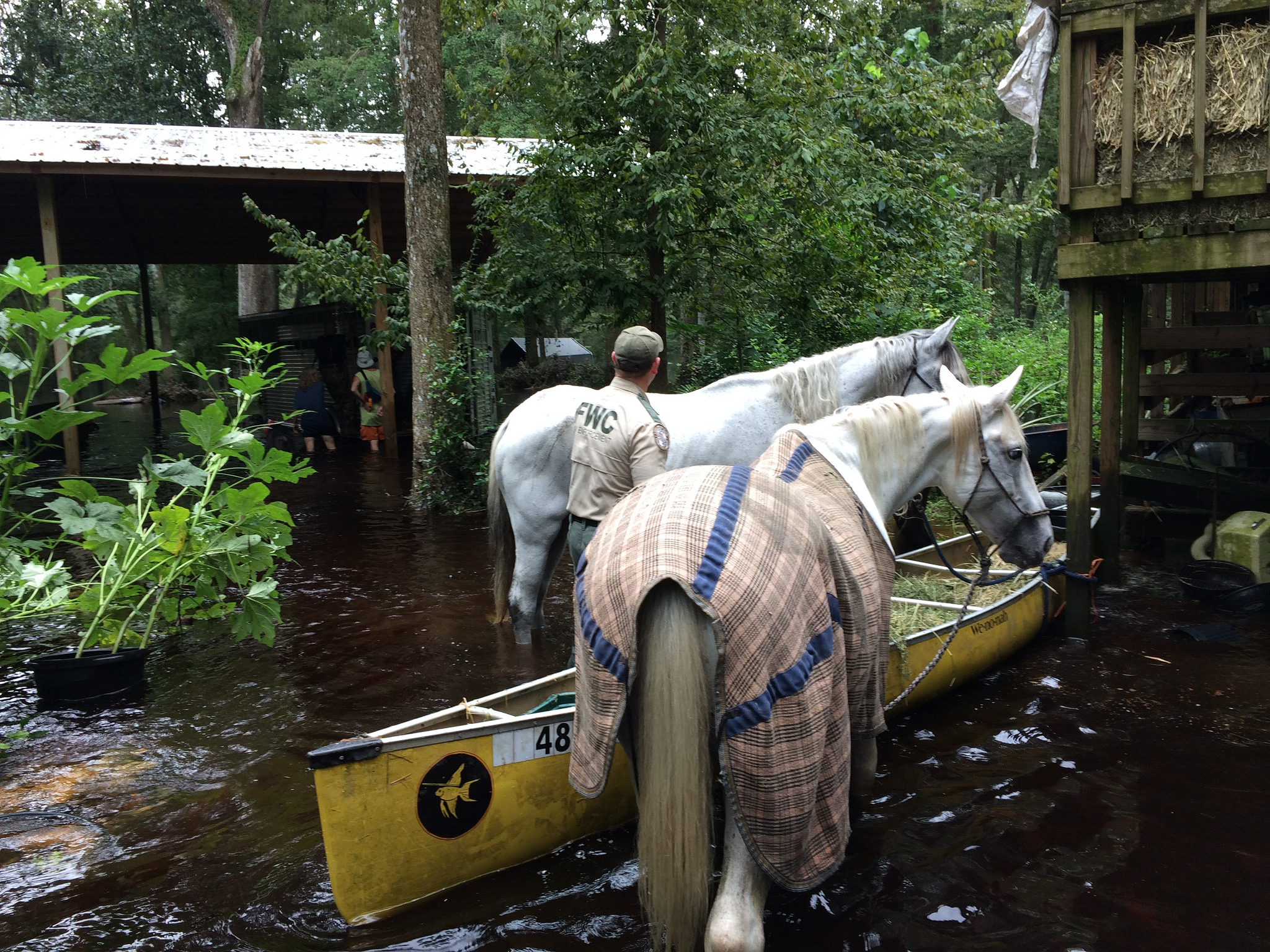 Florida Fish and Wildlife https://www.flickr.com/photos/myfwcmedia/37175665362/in/photolist-YD618C-eFHS2a-XTSZkY-eFQ3cq-eFKEfD-eFKwjV-eFPxrQ-eFHcUT-eFPWEL-eFH8xV-eFQVHE-eFHJfk-eFQTkQ-eFRASu-eFQvh5-eFR2sj-eFJdgi-bXTUmb-aCLr3p-eFJive-eFRy8G-eFJfN2-bXTXHw-bXTYY7-eFJzSt-9sHord-eFJXQr-eFQtwh-bEVMzL-eFJ4JD-eFJtWa-YD6cAY-eFHsTr-Du3xLd-Gbadat-EnLY5v-Ja8X4r-eFQQEf-Ei1Ba6-FzkHAS-DY7XrC-eFPcrA-eFPC7Q-eFQepu-cjJwd9-8BLLLb-FmuQ7P-eFHXZM-bXTW43-eFJa3M